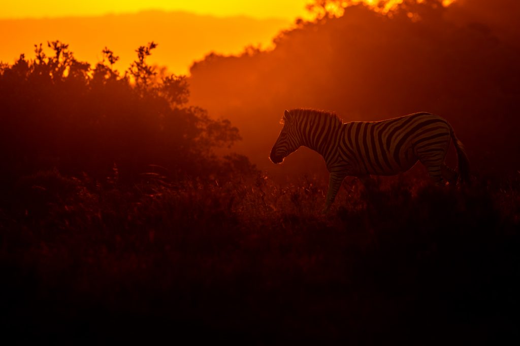 Portrait d'un zèbre pendant le lever du soleil, Réserve de Shamwari, Afrique du Sud - Portrait of a zebra during sunrise, Shamwari reserve, South Africa / Equus zebra