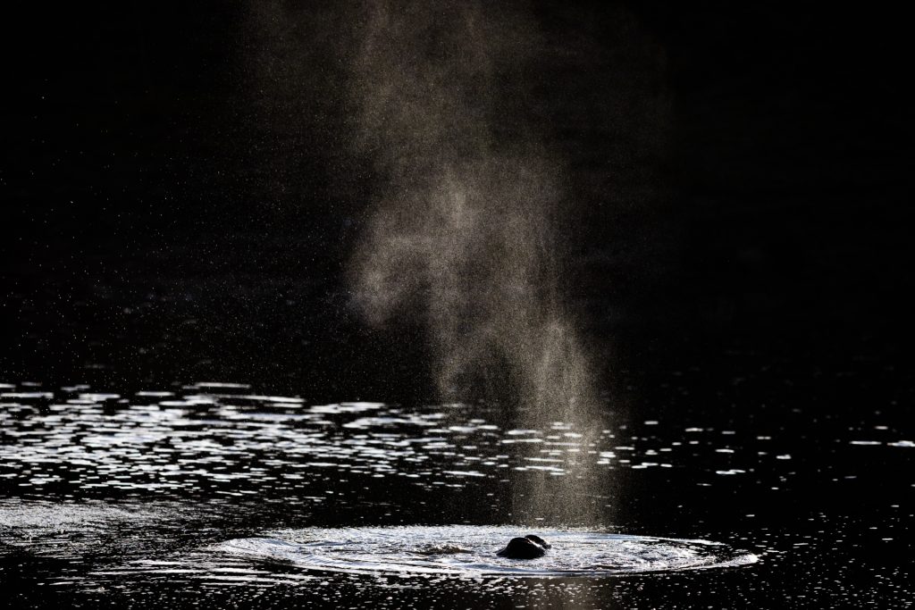 Une famille d'hippopotame se repose dans un point d'eau, Réserve de Shamwari, Afrique du Sud - A hippopotamus family rests in a waterhole, Shamwari reserve, South Africa / Hippopotamidae