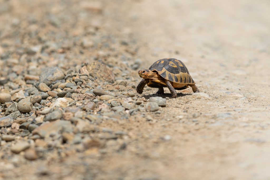 Une tortue léopard marche sur une route, Réserve de Shamwari, Afrique du Sud - A leopard tortoise walks on a road, Shamwari reserve, South Africa / Stigmochelys pardalis