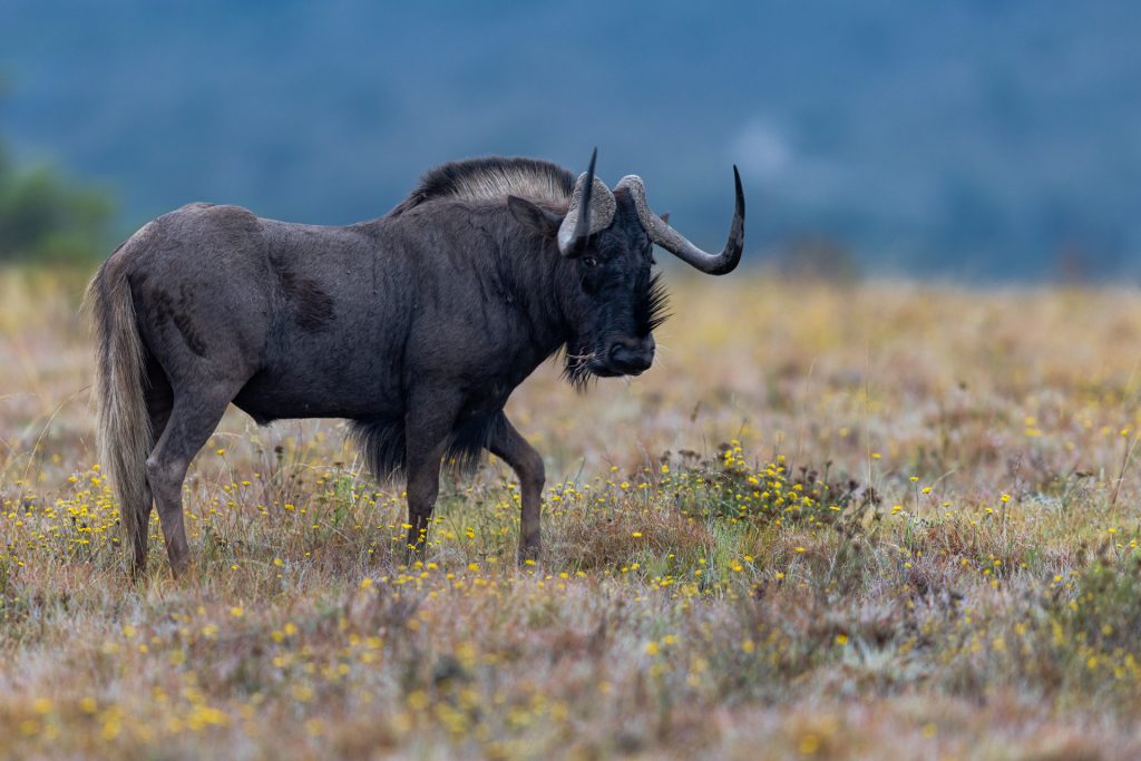 Portrait d'un gnou noir dans la savane, Réserve de Shamwari, Afrique du Sud - Portrait of a black wildebeest in the savannah, Shamwari reserve, South Africa / Connochaetes gnou
